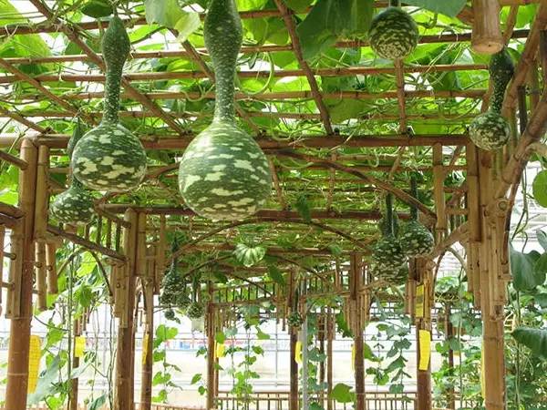 1681365082733885.jpg 35.jpg